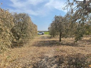 YÜREĞİR ZİRAAT ODASI BAŞKANI DOĞAN: "GREYFURT ÜRETİCİLERİ DE DESTEK PROGRAMINA ALINMALI"