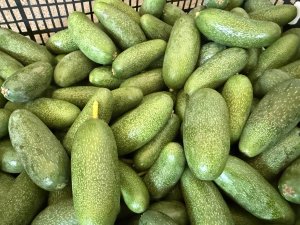 ALANYA AVAKADOSUSUNDA BEKLENTİ 150 BİN ADET