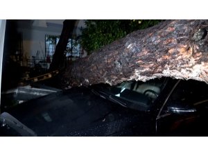 ANTALYA’DA YAĞMUR VE ŞİDDETLİ RÜZGAR 10 METRELİK AĞAÇ DEVRİLDİ: İKİ ARAÇ VE BİNA ZARAR GÖRDÜ