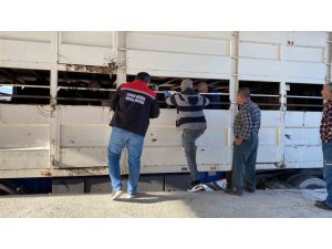 BURDUR’DA ŞAP KARANTİNASINDAKİ KÜPESİZ HAYVAN TAŞIYAN BESİCİYE 170 BİN LİRA CEZA