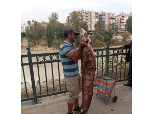 BOYU KADAR YAYIN BALIĞINI ELİYLE YAKALADI