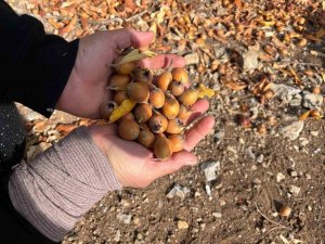 TOROS DAĞLARI’NDA GİZEMLİ HAYIRSEVERİN 30 YIL ÖNCE AŞILADIĞI MEYVELER BÖLGE HALKINA GELİR OLDU