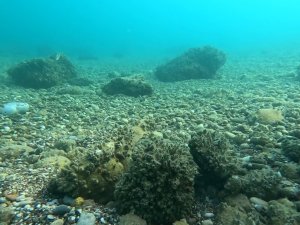 DENİZ KESTANELERİNİN YERİNİ İSTİLACI TÜRLER ALDI