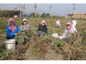 KURAKLIĞIN REKOLTEYİ ETKİLEDİĞİ YER FISTIĞINDA HASAT BAŞLADI