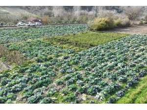 OSMANİYE’DE LAHANA HASADI YAPILDI