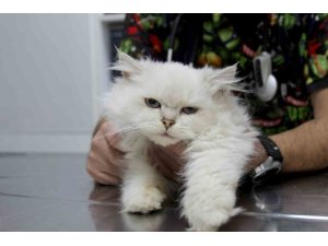 KEDİDE DÜNYADA GÖRÜLMEMİŞ ANOMALİ: BAŞARILI OPERASYONLA SAĞLIĞINA KAVUŞTU