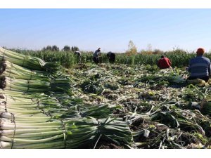 KOZAN’DA PIRASA HASADI BAŞLADI: 20-22 TL’DEN ALICI BULUYOR