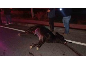 AĞILDAN KAÇAN İNEK, ARAÇLARIN ÇARPMASI SONUCU TELEF OLDU