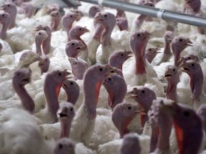 YILBAŞI HİNDİSİ 800-1000 TL ARASINDA SATILIYOR