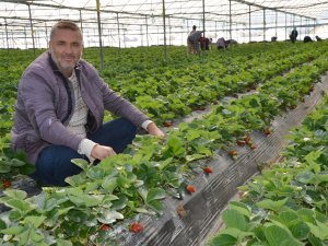 SERİK'TE TURFANDA ÇİLEK HASADI