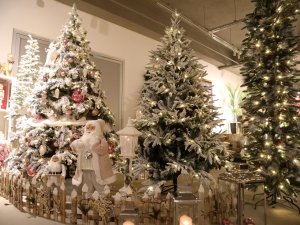 YILBAŞI AĞAÇLARINA İLGİ