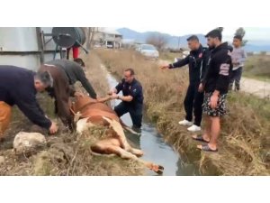 SU KANALINA DÜŞEN İNEK İTFAİYENİN 1 SAATLİK ÇALIŞMASIYLA KURTARILDI