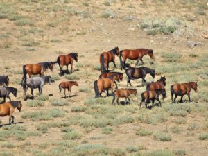 YILKI ATLARININ SAYISI ARTTI