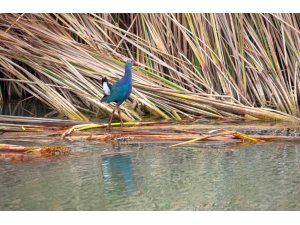 NESLİ TEHLİKEDEKİ ’SAZ HOROZU’ GÖKSU DELTASI’NDA GÖRÜNTÜLENDİ