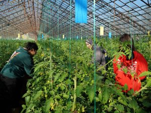 AÜ'DE AKADEMİK ÇİFTLİK