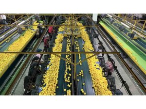 YENİ YIL ÖNCESİ NARENCİYEDE YOĞUN HASAT