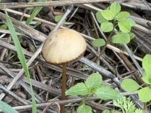 "EN GÜVENİLİR MANTAR KÜLTÜR MANTARI"