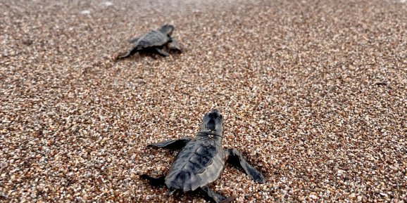YARIM MİLYONA YAKIN CARETTA DENİZLE BULUŞTU