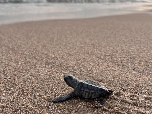 YARIM MİLYONA YAKIN CARETTA DENİZLE BULUŞTU