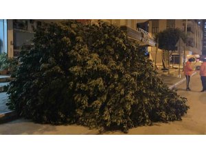 MERSİN’DE ŞİDDETLİ RÜZGAR AĞAÇLARI DEVİRDİ