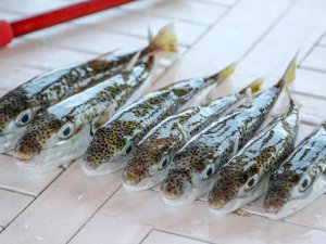 BALON BALIĞI KAZANÇ KAPISI OLDU