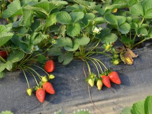 KADRİYE ÇİLEĞİNE COĞRAFİ İŞARET BAŞVURUSU