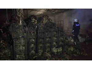 ALANYA’DA MUZ SARARTMA TESİSİNDE YANGIN: TONLARCA MUZ ZARAR GÖRDÜ