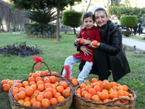 ANTALYA'NIN TURUNÇLARI SOFRALARA UZANIYOR