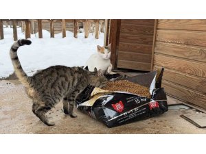 SOĞUK HAVALARDA SOKAK HAYVANLARINA ŞEFKAT ELİ