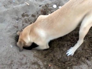 HER 10 CARETTA YUVASINDAN 1'İ TAHRİP OLDU