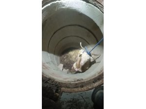 SU KUYUSUNDA MAHSUR KALAN KEÇİYİ İTFAİYE KURTARDI