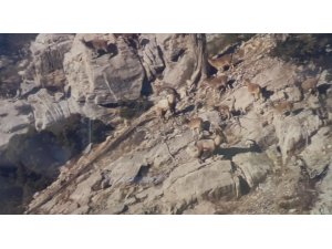 TOROSLARDAKİ YABAN KEÇİLERİ KORUMA ALTINDA