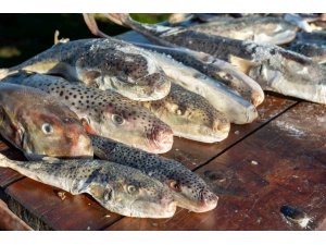 ADANA’DA 4 GÜNDE 128 BİN BALON BALIĞI TOPLANDI