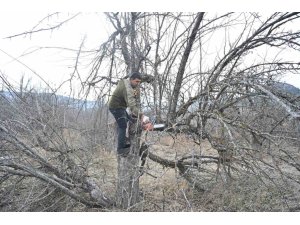 GÖLCÜK TABİAT PARKI’NDA ELMA BAHÇELERİ YENİDEN ÜRETİME KAZANDIRILIYOR