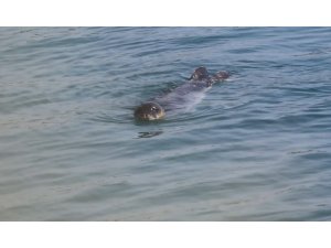 AKDENİZ FOKLARI BOZYAZI KIYILARINDA KORUMA ALTINDA