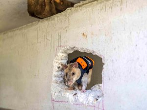 SIRT ÇANTALI KAHRAMAN FARELER