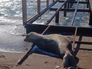 AKDENİZ FOKU KIYIYA ÇIKTI