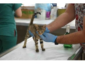 KEPEZ’İN ŞEFKAT ELİ 2025’TE BİNLERCE CAN DOSTA UZANDI