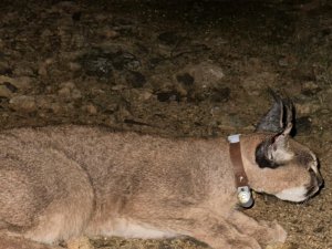KARAKULAKLAR 'GÖSTERGE TÜR' OLARAK TESCİLLENDİ