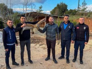 TEDAVİ EDİLEN ATMACA DOĞAYA BIRAKILDI