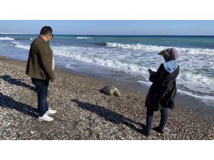 ERDEMLİ SAHİLİNDE ÜZÜCÜ MANZARA: 2 GÜNDE 2 CARETTA CARETTA TELEF OLDU