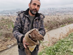 YARALI ŞAHİN KURTARILDI