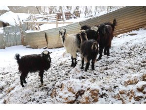 HAYVAN ÜRETİCİLERİNİN KURTLARLA BAŞI DERTTE