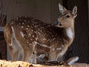 DOĞAL YAŞAM PARKI'NIN İLK YAVRUSU AKSİS GEYİĞİ