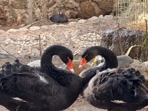 SİYAH KUĞULARDA KULUÇKA HEYECANI