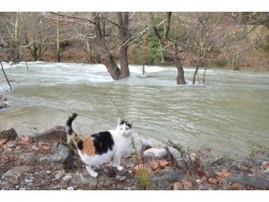 TOROSLAR’DA YAĞIŞ BEREKETİ KURUYAN ÜZÜMDERE IRMAĞINI YENİDEN CANLANDIRDI, ŞELALELER COŞTU