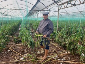 YAĞMUR VE HORTUM SEBZE VE MEYVEYİ VURDU