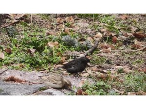 SERÇE SÜRÜSÜNÜN ARASINDA GÖRDÜLER, İSMİNİ ’KÖMÜR’ KOYDULAR