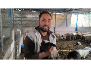 İLGİ ODAĞI OLAN ÇİFT BAŞLI VE 4 GÖZLÜ KUZU 1 GÜN YAŞAYABİLDİ