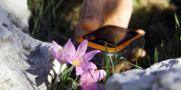 ORKİDELERDE KAÇAK SÖKÜM ALARMI